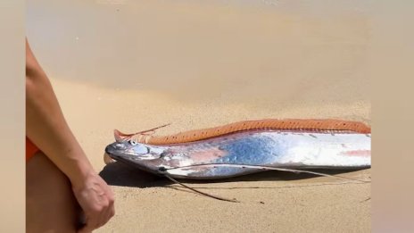 "Рибата на Страшния съд" изплува в Мексико: Защо я смятат за лоша поличба? ВИДЕО