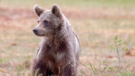 Мечка ухапа по гърба овчар във Фъгърашките планини в Румъния