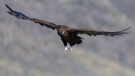 Освободен през пролетта черен лешояд е загинал от токов удар