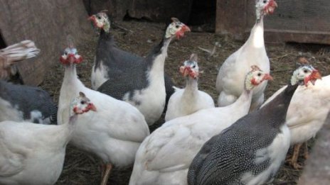 Огнище на птичи грип е установено във ферма за патици в димитровградско село 