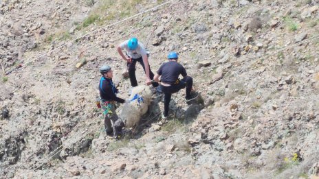 Доброволци спасиха две от трите овце, пропаднали в 300-метровата пропаст