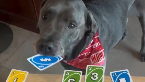 Жена научи кучетата си... да играят UNO