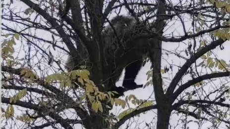 Кафява мечка е забелязана край язовир "Кричим"