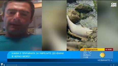 Рибарски мрежи ли са причина за мъртвите делфини край Балчик?