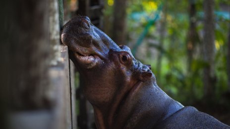 Колумбия се реши, ще избива хипопотамите на Пабло Ескобар 