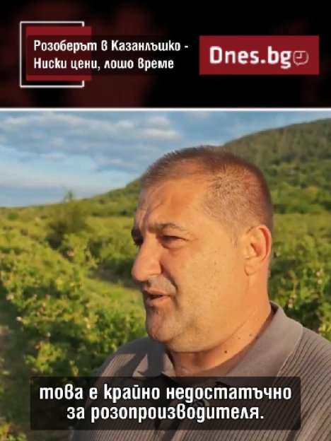 Ниски цени и лошо време съпътстват розобера