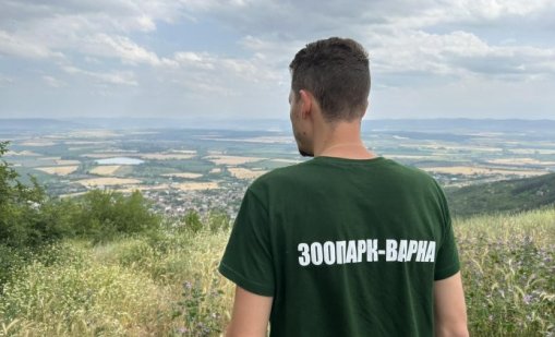 Нова версия: Леопардите край Шумен са два, единият е бременна женска