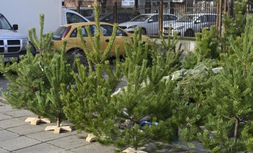 Най-търсеното дръвче за Коледа е сребрист смърч 