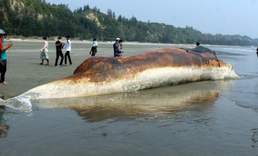Гърбатият кит в Балтийско море пак заора в плиткото