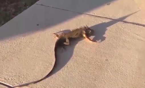 Студ: Игуаните започват да "замръзват" и падат от дърветата във Флорида ВИДЕО