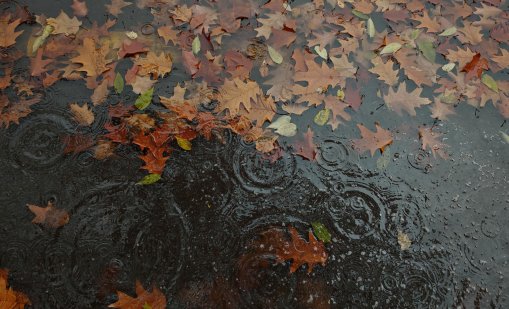 Проф. Рачев: Температурите през ноември може да стигнат 20°, но не тази седмица