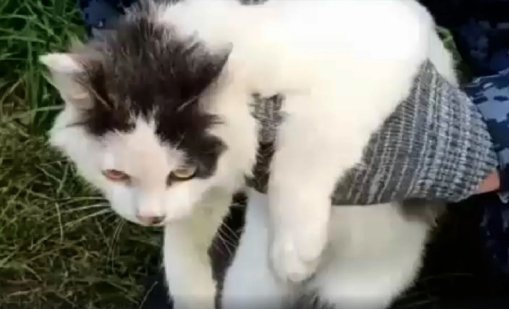 Хванаха котка, дилър на наркотици, в руски затвор