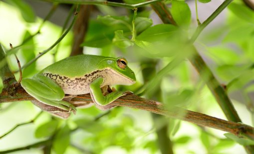 Борим рака с оръжие, открито в червата на японска жаба? 
