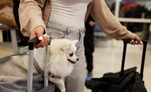 Радост в Атина: Върнаха у дома домашни любимци, евакуирани от Близкия изток ВИДЕО/СНИМКИ