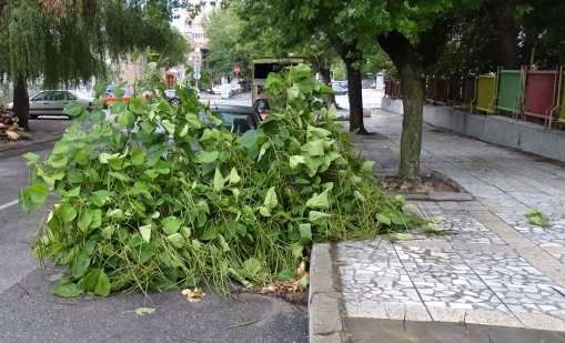 Изсъхнал клон падна върху дете на детска площадка в Бургас 
