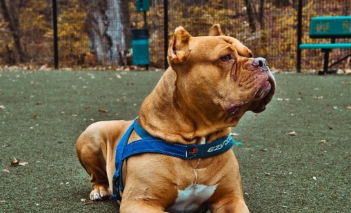 Питбул нахапа две деца в Бургас