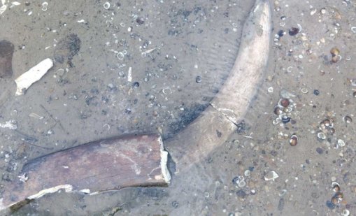 Откриха останки от мамут край русенското село Ряхово 