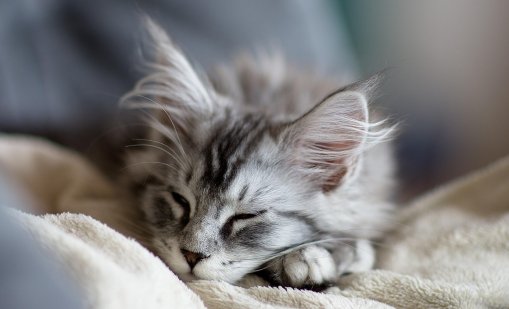 Нов случай на мъж и жена, изтезавали животни за пари