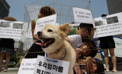 В Джакарта забраниха консумацията на кучешко и котешко месо