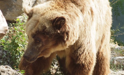 WWF Bulgaria след атаката на мечките: Витоша не е градски парк 