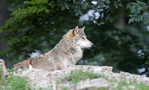 Страх сред жителите на Халкидики заради появил се вълк