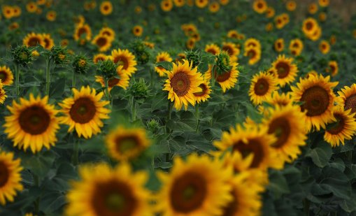 Два пъти над нормата е пестицидът в третия кораб с аржентински слънчоглед