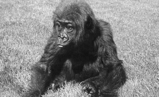 Първата целувка се е случила преди около 20 млн. години между примати