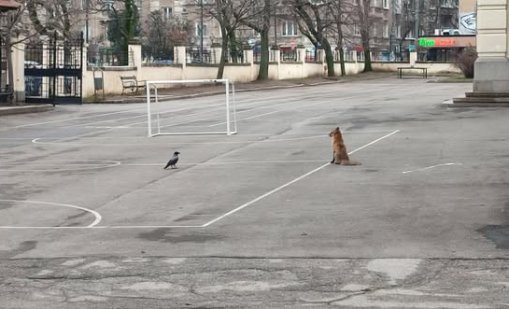 Необичайно: Лисица се разходи в двора на училище в центъра на София 