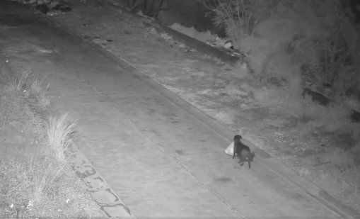 Мъж в Сициля дресира кучето си да изхвърля незаконно боклук ВИДЕО