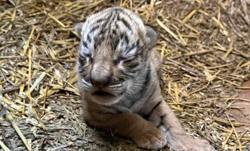 За първи път: Бебе бенгалски тигър се роди в зоопарка в Стара Загора
