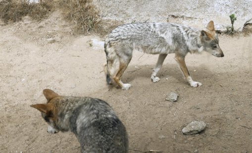 Глутница вълци броди в квартали на Солун