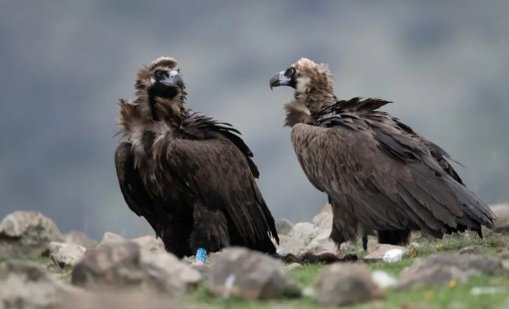 Черни лешояди отново се размножават в Източните Родопи след 33 години