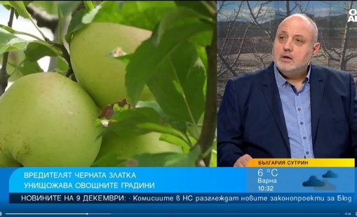 Черната златка унищожава овощните градини, такова масово нападение не е имало