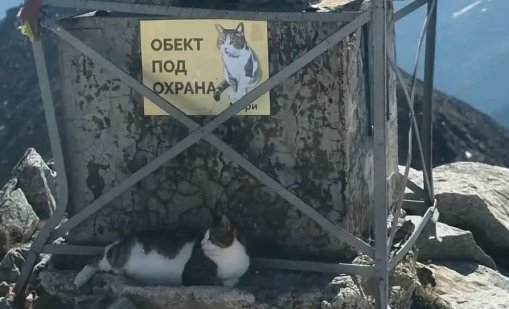 Любимият котарак от Мусала, Мъри, е болен и има нужда от средства за лечение