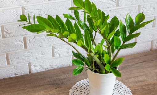 5 цветя, които да отглеждате у дома 