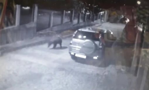 Денонощни патрули в Карлово заради забелязаната мечка