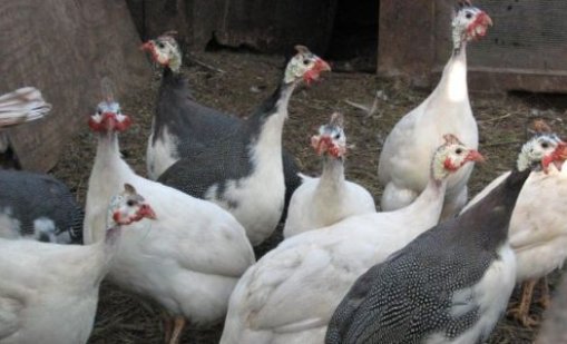 Огнище на птичи грип е установено във ферма с около 100 000 патици
