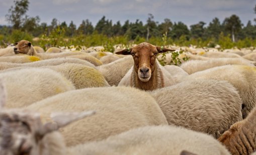 Двама са обвинени за кражба през покрива на породисти овце на стойност 7000 евро