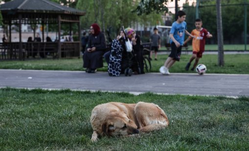 Акция: По улиците в Истанбул няма да остане нито едно бездомно куче