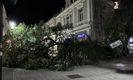 Дърво се разцепи и падна в пешеходния център на Русе 