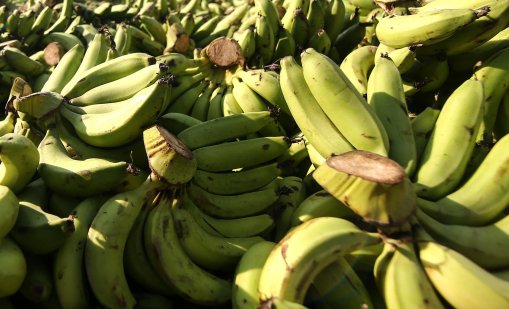 Необичайната криза: Защо раздават безплатно банани на британските острови Оркни?