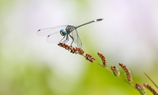 Вдъхновени от крилата на насекоми, учени създадоха покритие, което унищожава вирусите