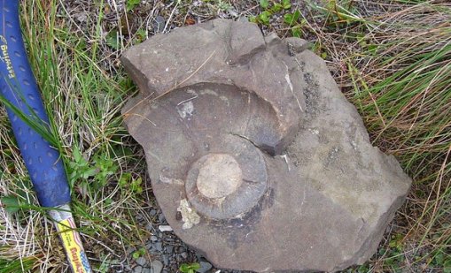 11-годишно откри фосил на 48 млн. години, докато търсило камъчета с баба си и дядо си