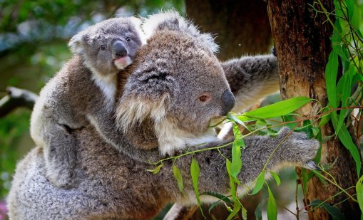 Зони за дърводобив в Австралия са жизненоважен хабитат за коали