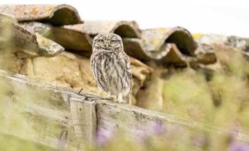 Какво символизира чуването или виждането на кукумявка