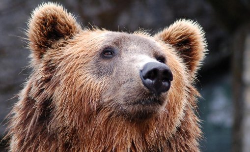 Защо мечки вече се разхождат из градовете и какви са рисковете?