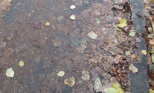 Листа, клони, кал, отпадъци... градовете ни потъват в боклуци