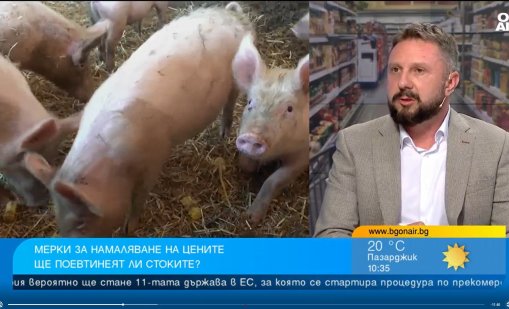40&euro; загуба за прасе: Свиневъдите у нас продават под себестойността