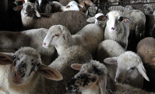 Разкриха кражба на 50 агнета от животновъден комплекс в Сливен