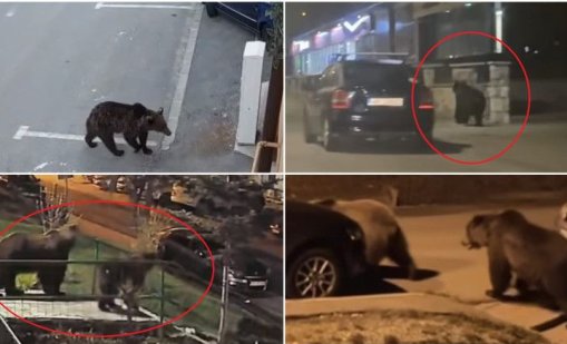 Изгладнели мечки завладяха села в Румъния